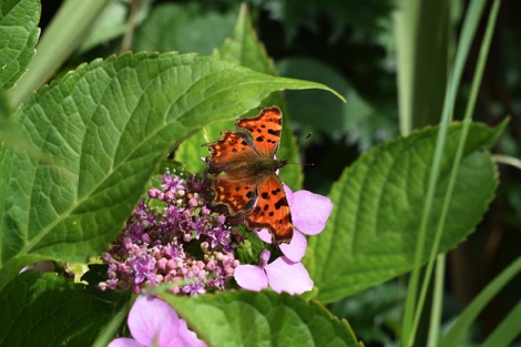 Comma butterfly in Ringwood Hall gardens